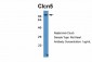 Clcn5 antibody - middle region